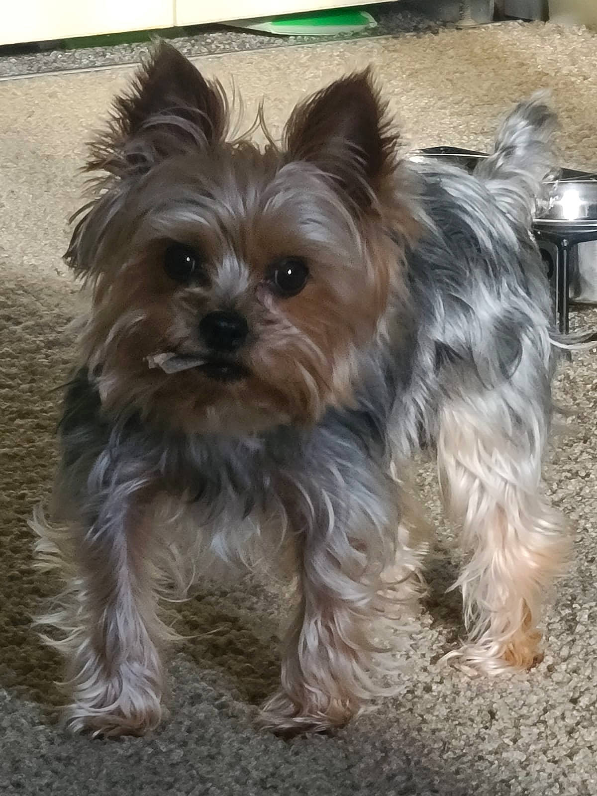 Shadow is registered to the contest to win money with this photo: australian_silky_terrier, biewer_terrier, cairn_terrier, canidae, carnivore, chinese_imperial_dog, companion_dog, dog, dog_breed, glen_of_imaal_terrier, mammal, morkie, puppy, small_terrier, snout, terrier, toy_dog, vertebrate, yorkipoo, yorkshire_terrier