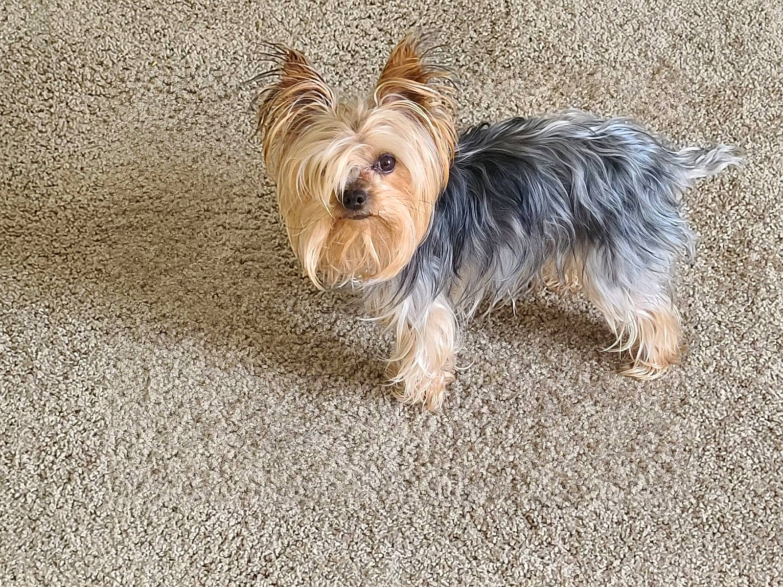 Shadow is registered to the contest to win money with this photo: australian_silky_terrier, australian_terrier, biewer_terrier, cairn_terrier, canidae, carnivore, companion_dog, dog, dog_breed, glen_of_imaal_terrier, mammal, morkie, norwich_terrier, rare_breed_dog, small_terrier, sporting_lucas_terrier, terrier, toy_dog, vertebrate, yorkshire_terrier