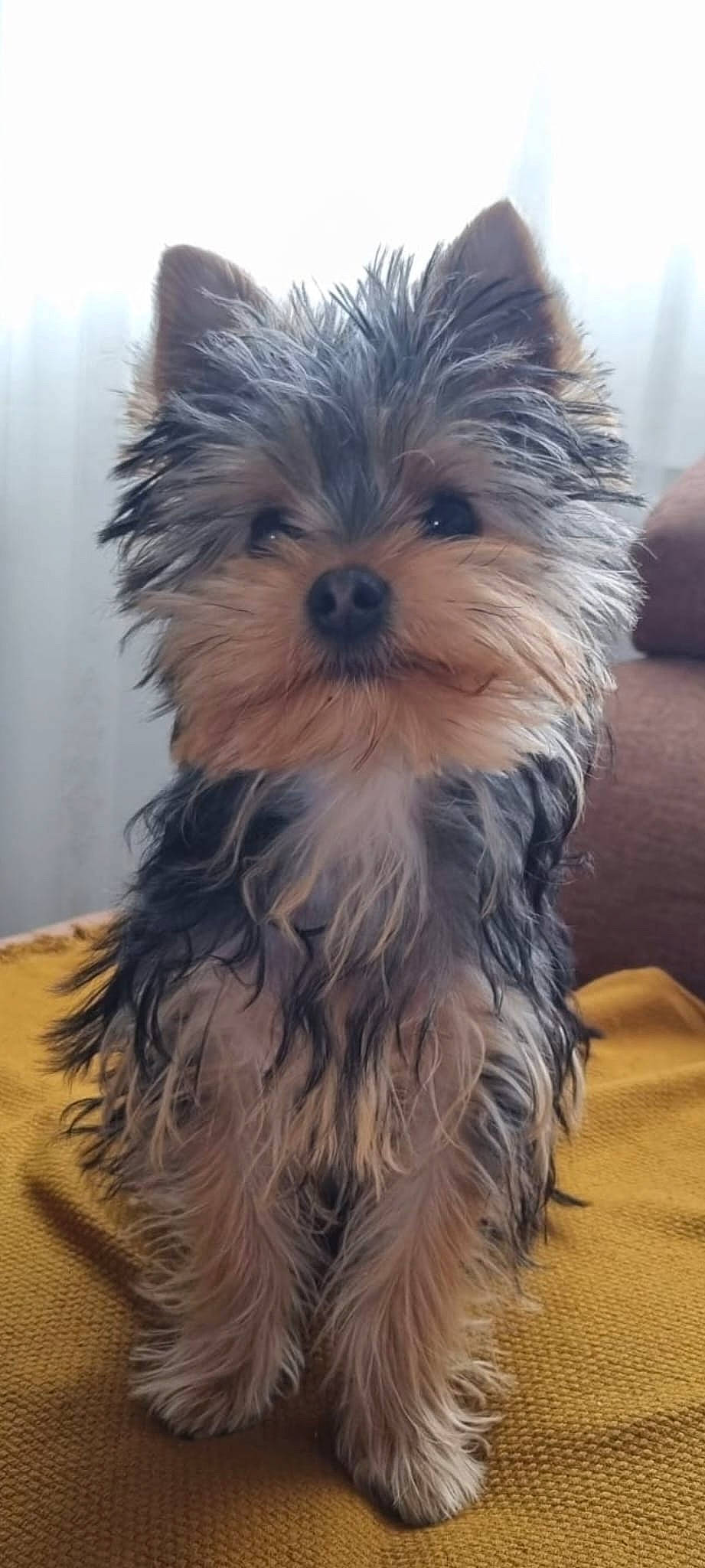 Rouky participe au concours pour gagner de l'argent avec cette photo : biewer_terrier, canidae, carnivore, companion_dog, dog, dog_breed, fur, liver, maltepoo, puppy, small_terrier, snout, sporting_group, terrestrial_animal, terrier, toy_dog, water_dog, working_animal, yorkipoo, yorkshire_terrier