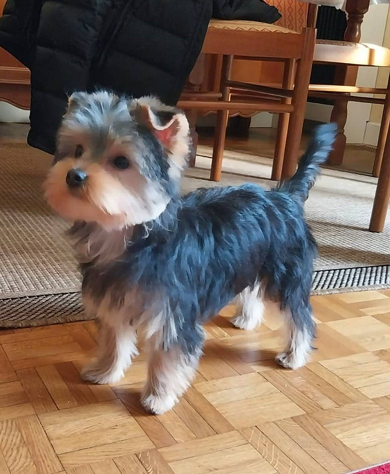Rouky a rejoint le concours — aidez-le/la à gagner de superbes lots ! canidae, carnivore, chair, companion_dog, dog, dog_breed, dog_supply, fawn, flooring, fur, hardwood, laminate_flooring, small_terrier, sporting_group, tail, terrier, toy_dog, wood, wood_flooring, working_animal