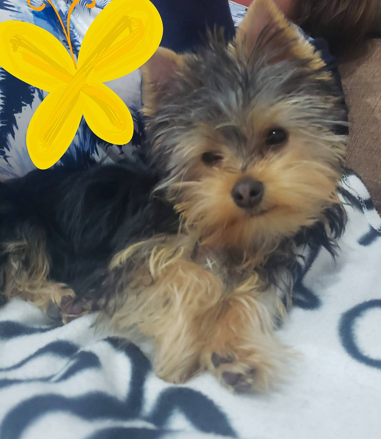 Rouky a rejoint le concours — aidez-le/la à gagner de superbes lots ! arthropod, canidae, carnivore, companion_dog, dog, dog_breed, dog_supply, fawn, fur, happy, insect, petal, pollinator, small_terrier, snout, sporting_group, terrier, toy_dog, whiskers, working_animal
