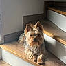 dog, pet, indoor, stairs, wood, sunlight, animal, fur, small_dog, relaxing, cozy, quiet, home, domestic_animal, canine, resting, alert, brown, cute, companion