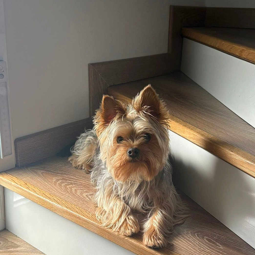 Rouky a rejoint le concours — aidez-le/la à gagner de superbes lots ! dog, pet, indoor, stairs, wood, sunlight, animal, fur, small_dog, relaxing, cozy, quiet, home, domestic_animal, canine, resting, alert, brown, cute, companion