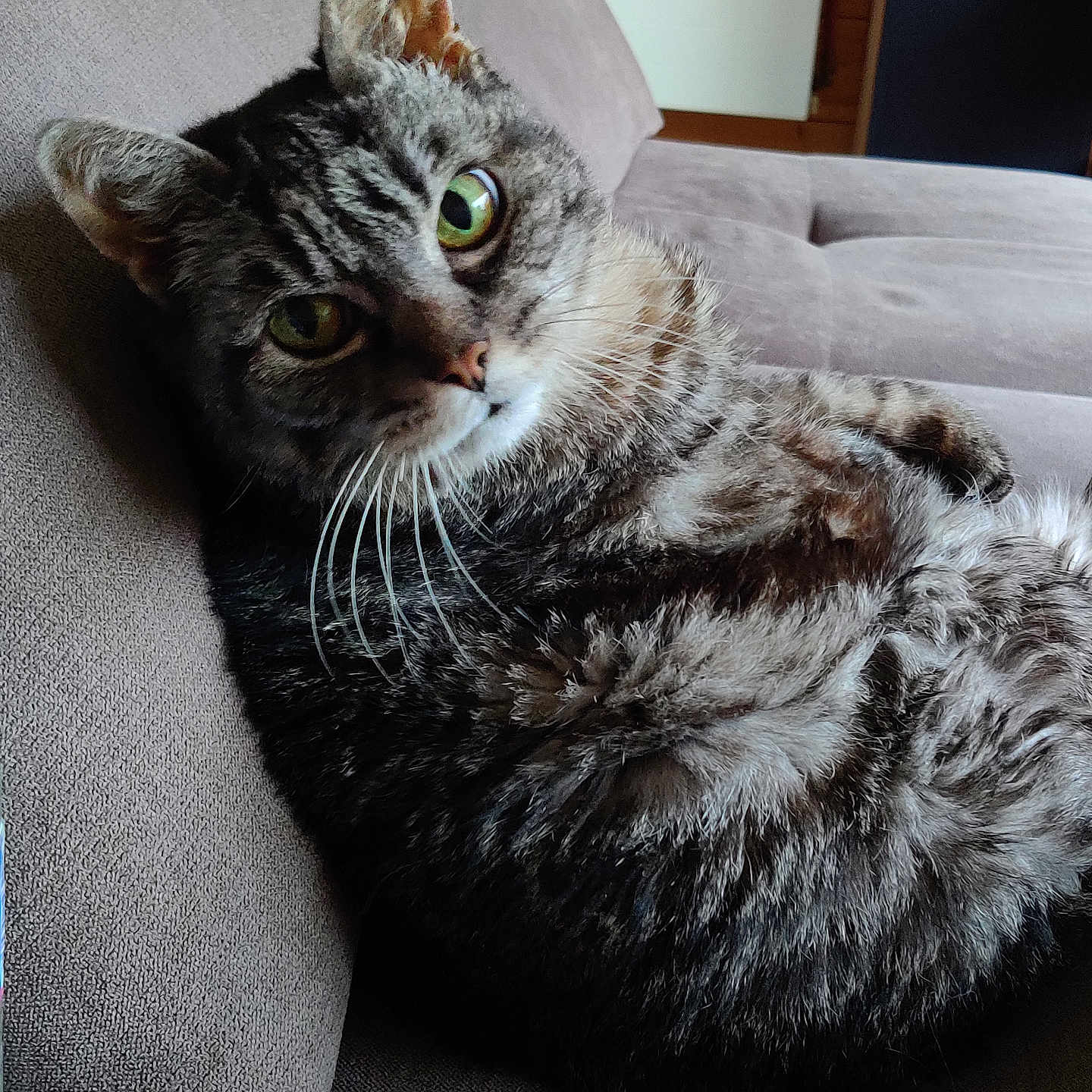 Pétale a rejoint le concours — aidez-le/la à gagner de superbes lots ! abyssinian, animal, architecture, armchair, building, cat, chair, couch, cushion, furniture, homedecor, indoors, kitten, linen, livingroom, manx, person, pet, room, sleeping