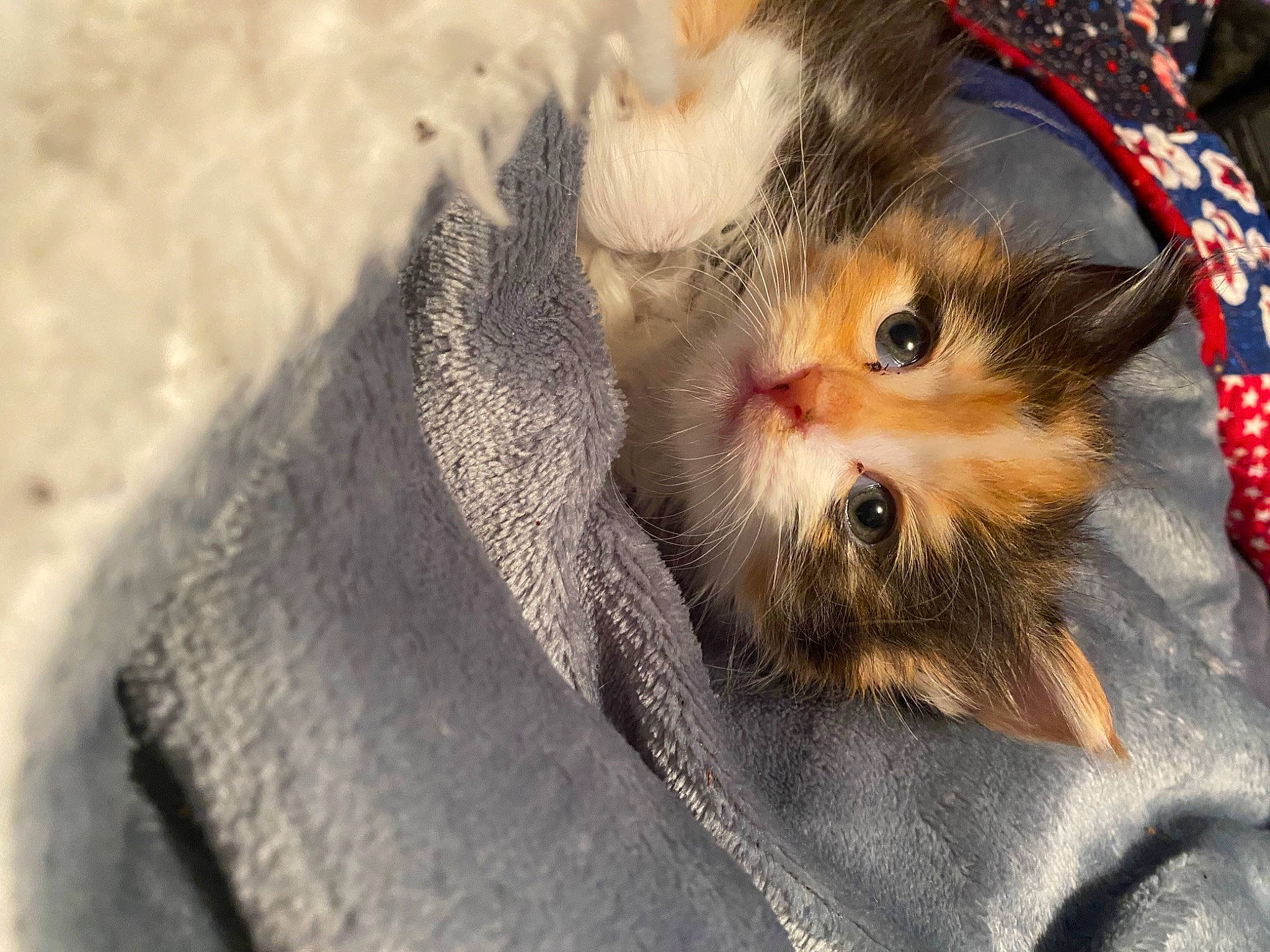 Honeybun joined the competition — help win amazing prizes! carnivore, cat, claw, domestic_short_haired_cat, fawn, felidae, fur, grass, paw, plant, small_to_medium_sized_cats, snout, tail, tree, whiskers, wildlife