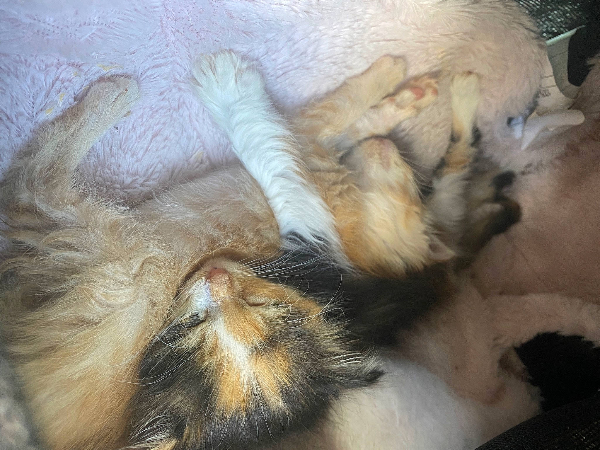 Honeybun joined the competition — help win amazing prizes! canidae, carnivore, cat, cat_bed, claw, comfort, companion_dog, dog_breed, fawn, felidae, fur, nap, paw, sleep, small_to_medium_sized_cats, snout, sporting_group, tail, terrestrial_animal, whiskers