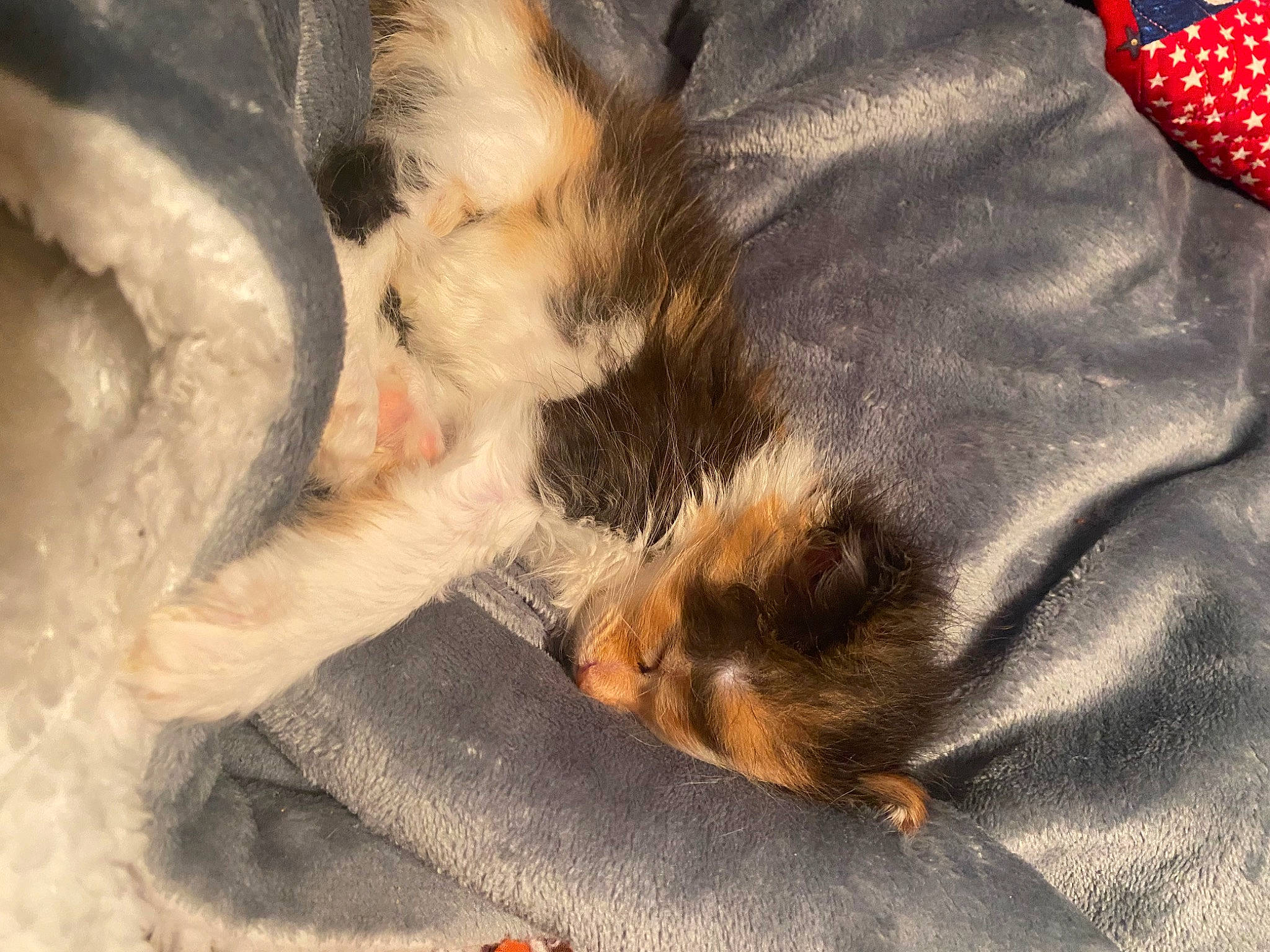 Honeybun is registered to the contest to win money with this photo: canidae, carnivore, cat, claw, comfort, companion_dog, dog_breed, fawn, felidae, foot, fur, human_leg, paw, small_to_medium_sized_cats, snout, sporting_group, tail, terrestrial_animal, whiskers, wildlife