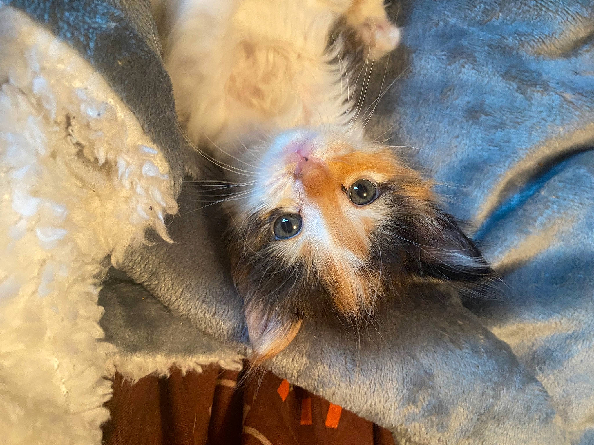 Honeybun joined the competition — help win amazing prizes! art, cat, claw, dog_breed, fawn, felidae, fur, head, liver, paw, small_to_medium_sized_cats, snout, tail, terrestrial_animal, tree, whiskers, wildlife, working_animal