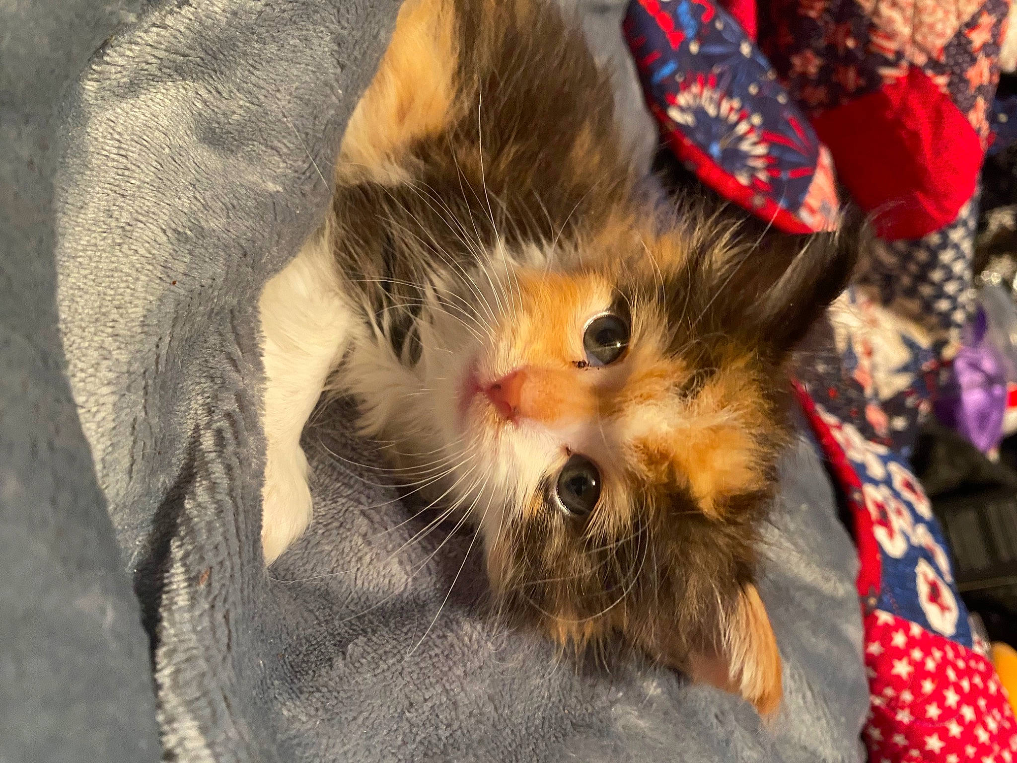 Honeybun joined the competition — help win amazing prizes! canidae, carnivore, cat, claw, close_up, domestic_short_haired_cat, eye, fawn, felidae, fur, paw, plant, small_to_medium_sized_cats, tail, tree, whiskers, window