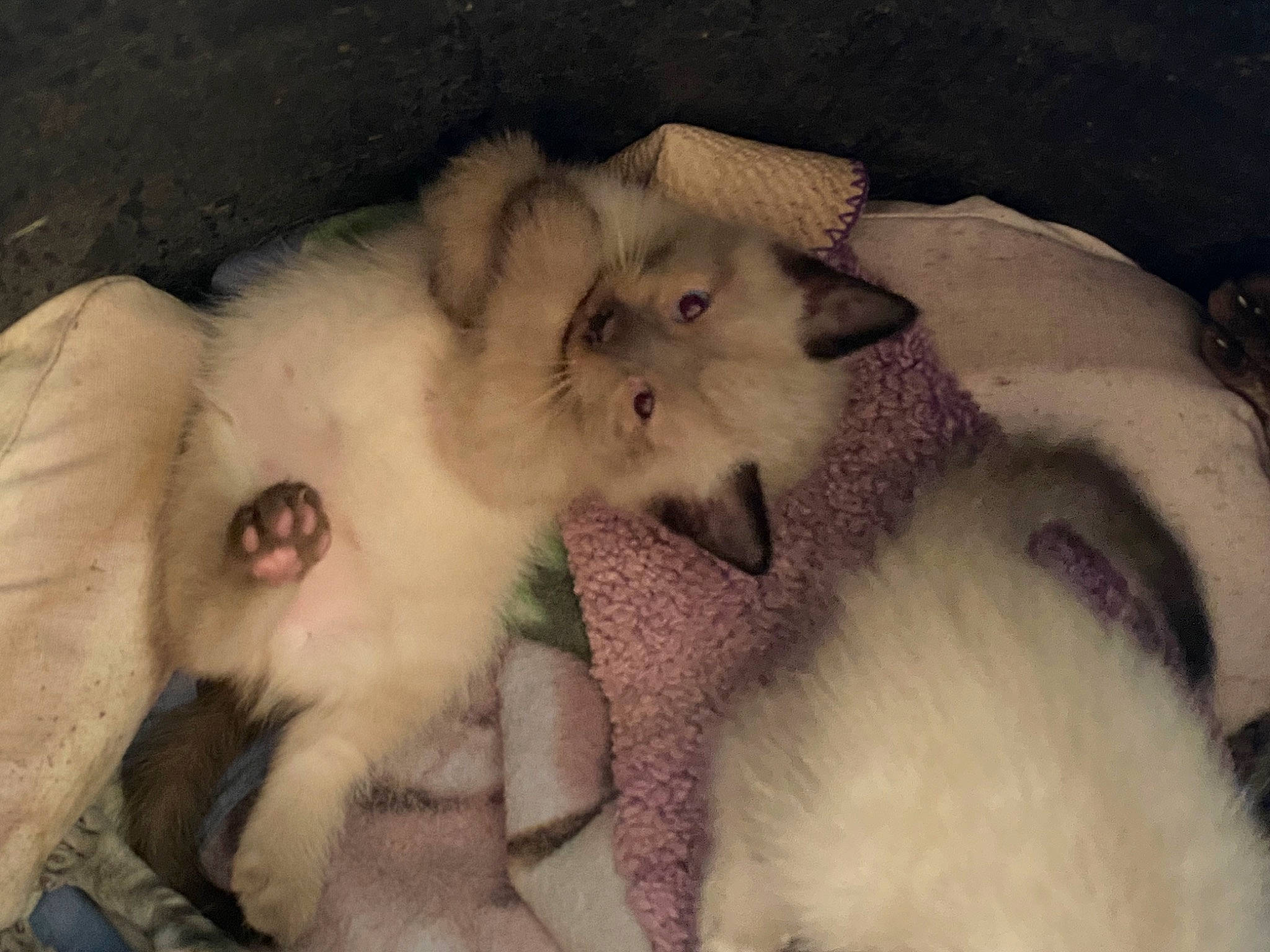 Lil Dude is registered to the contest to win money with this photo: canidae, carnivore, cat, cat_bed, companion_dog, dog_breed, fang, fawn, felidae, fur, paw, small_to_medium_sized_cats, snout, spitz, sporting_group, tail, terrestrial_animal, volpino_italiano, whiskers