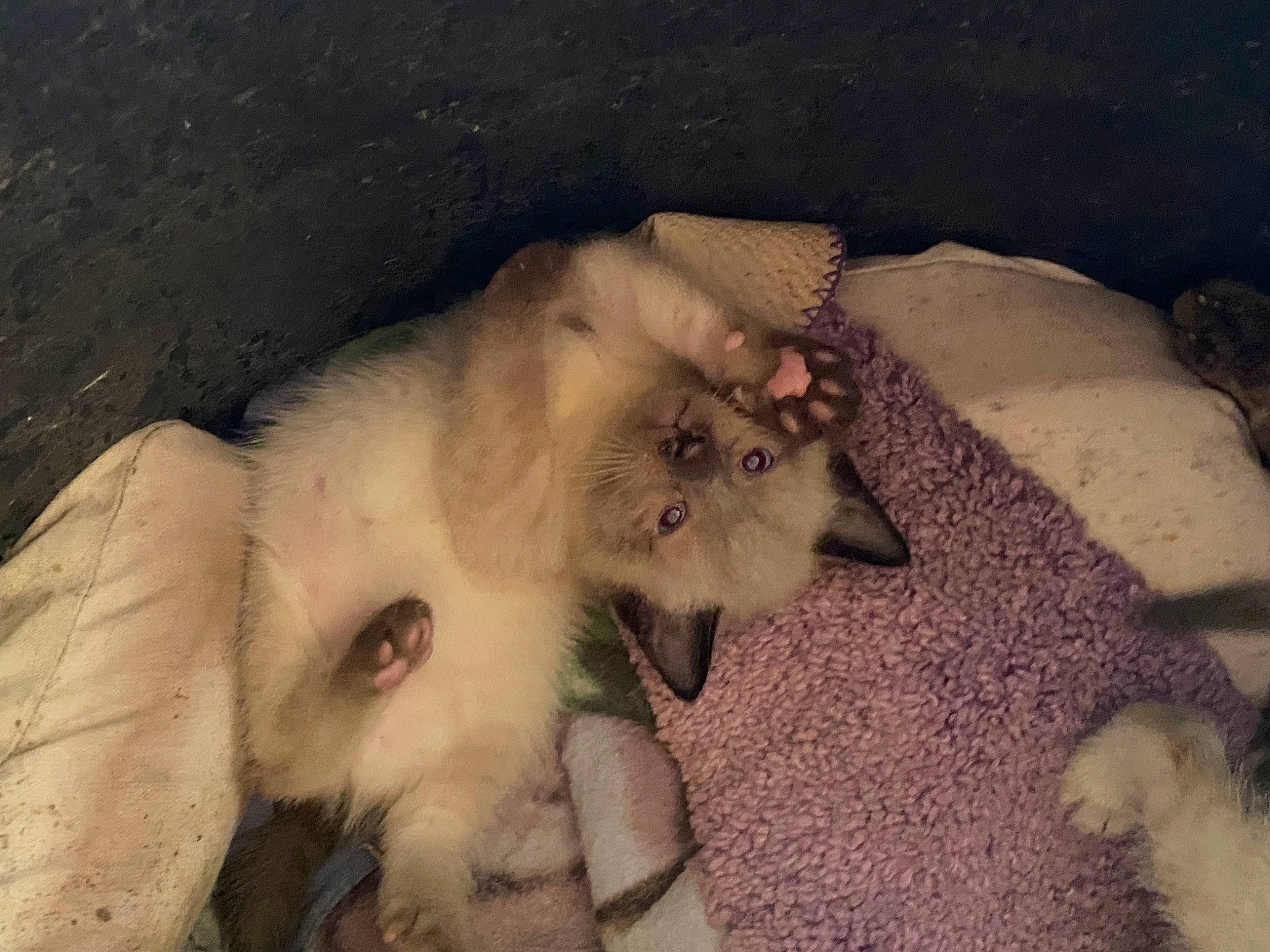 Lil Dude joined the competition — help win amazing prizes! canidae, carnivore, cat, claw, dog_breed, fang, fawn, felidae, fur, paw, small_to_medium_sized_cats, snout, spitz, tail, terrestrial_animal, whiskers, winter