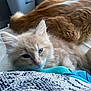 Teddy joined the competition — help win amazing prizes! animal, blanket, cat, close_up, companion, cozy, cute, fur, furry, home, indoor, kitten, orange_cat, pet, relaxed, resting, sleepy, soft_light, whiskers, window