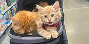 Teddy is registered to the contest to win money with this photo: animal, cat, cereal_aisle, curious, cute, domestic_animal, feline, fur, grocery_store, indoor, kitten, orange_cat, paws, pet_stroller, pets, playful, retail, shopping, whiskers, young_cat