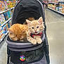 animal, cat, cereal_aisle, curious, cute, domestic_animal, feline, fur, grocery_store, indoor, kitten, orange_cat, paws, pet_stroller, pets, playful, retail, shopping, whiskers, young_cat