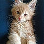 animal, cat, closeup, cute, domestic_animal, ears, fluffy, fur, human, indoor, kitten, legs, lying_down, mammal, orange_cat, pet, relaxed, small_pet, whiskers, young