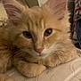 Teddy is registered to the contest to win money with this photo: kitten, cat, orange_cat, fluffy, pet, animal, indoor, resting, closeup, cute, feline, whiskers, ears, soft_fur, young_cat, mammal, domestic_cat, relaxed, bed, blanket