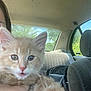 animal, car, cat, closeup, cute, daylight, domestic_animal, feline, fur, hand, holding, kitten, orange_cat, person, pet, seat, sunlight, vehicle_interior, window, young_animal