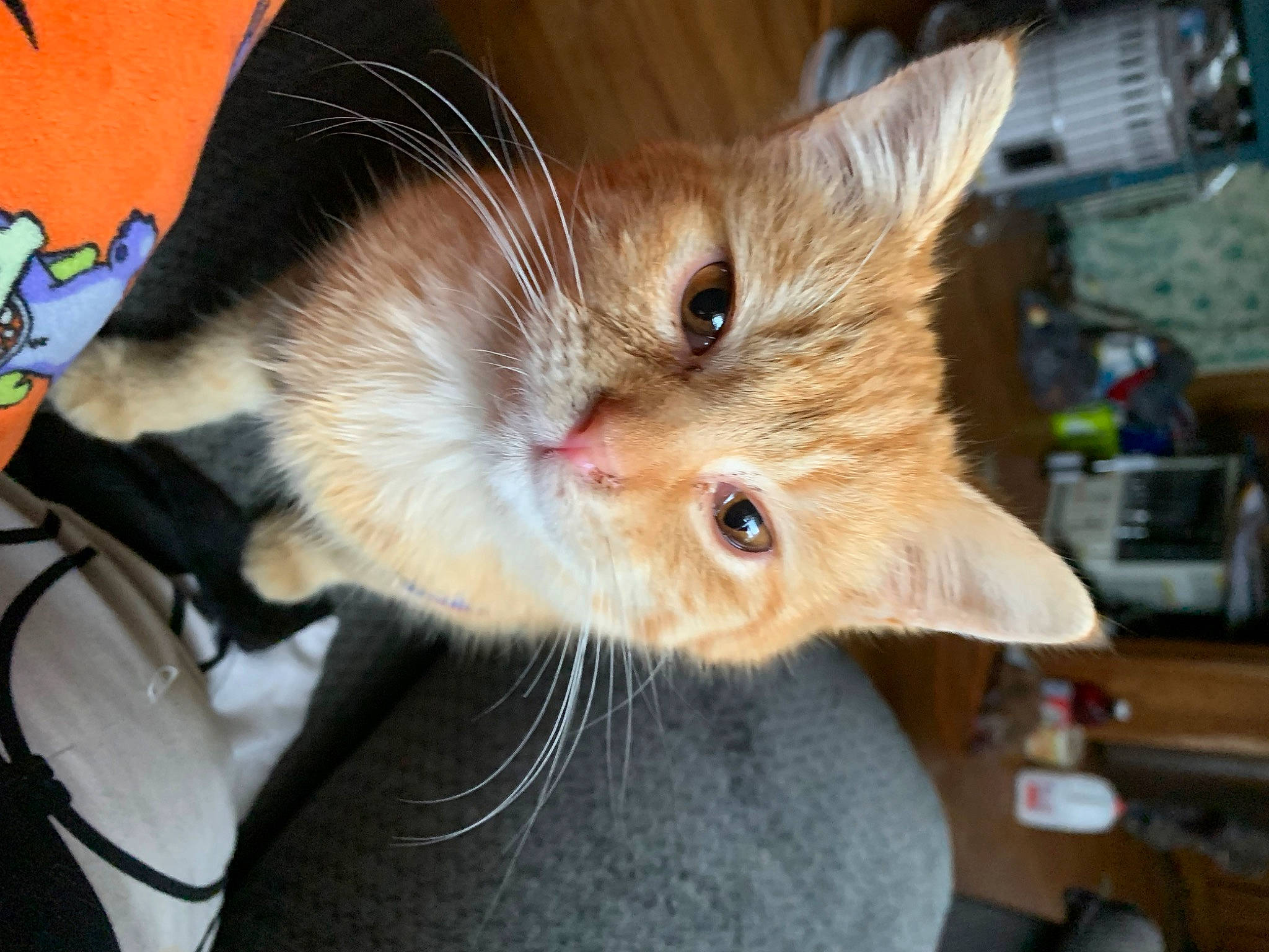 Buddy joined the competition — help win amazing prizes! carnivore, cat, claw, comfort, domestic_short_haired_cat, ear, fawn, felidae, fur, human_leg, lap, paw, small_to_medium_sized_cats, snout, tail, whiskers, window