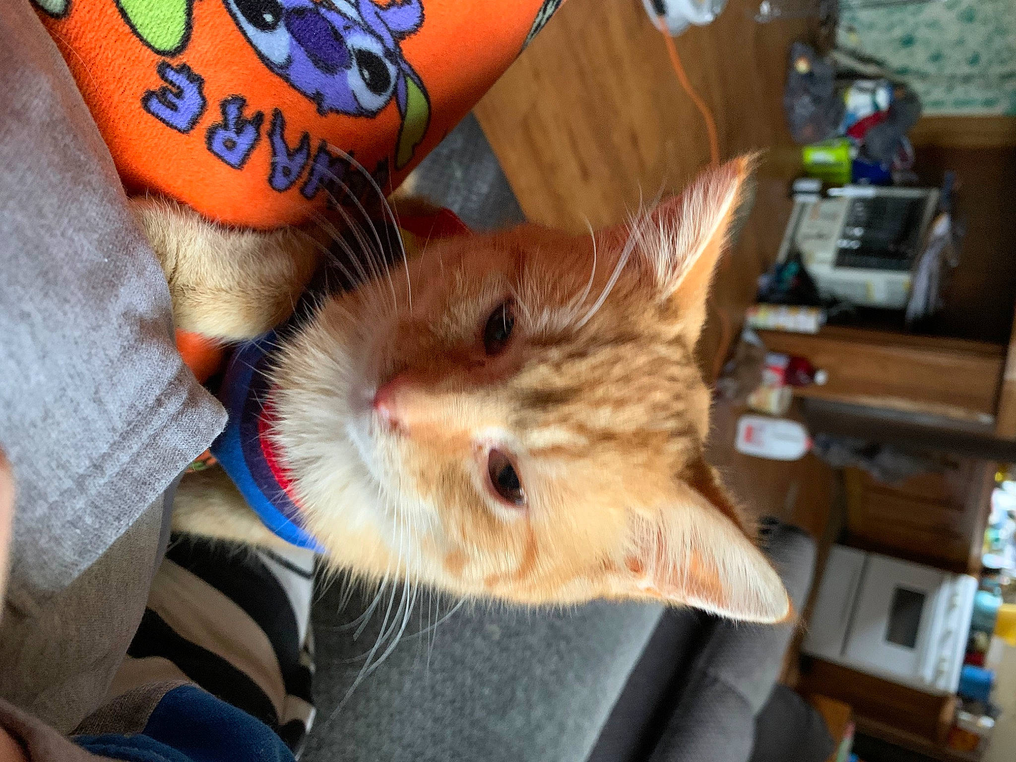 Buddy joined the competition — help win amazing prizes! carnivore, cat, claw, comfort, domestic_short_haired_cat, ear, electric_blue, fawn, felidae, fur, gesture, human_leg, lap, nail, paw, shelf, small_to_medium_sized_cats, snout, whiskers, wrist