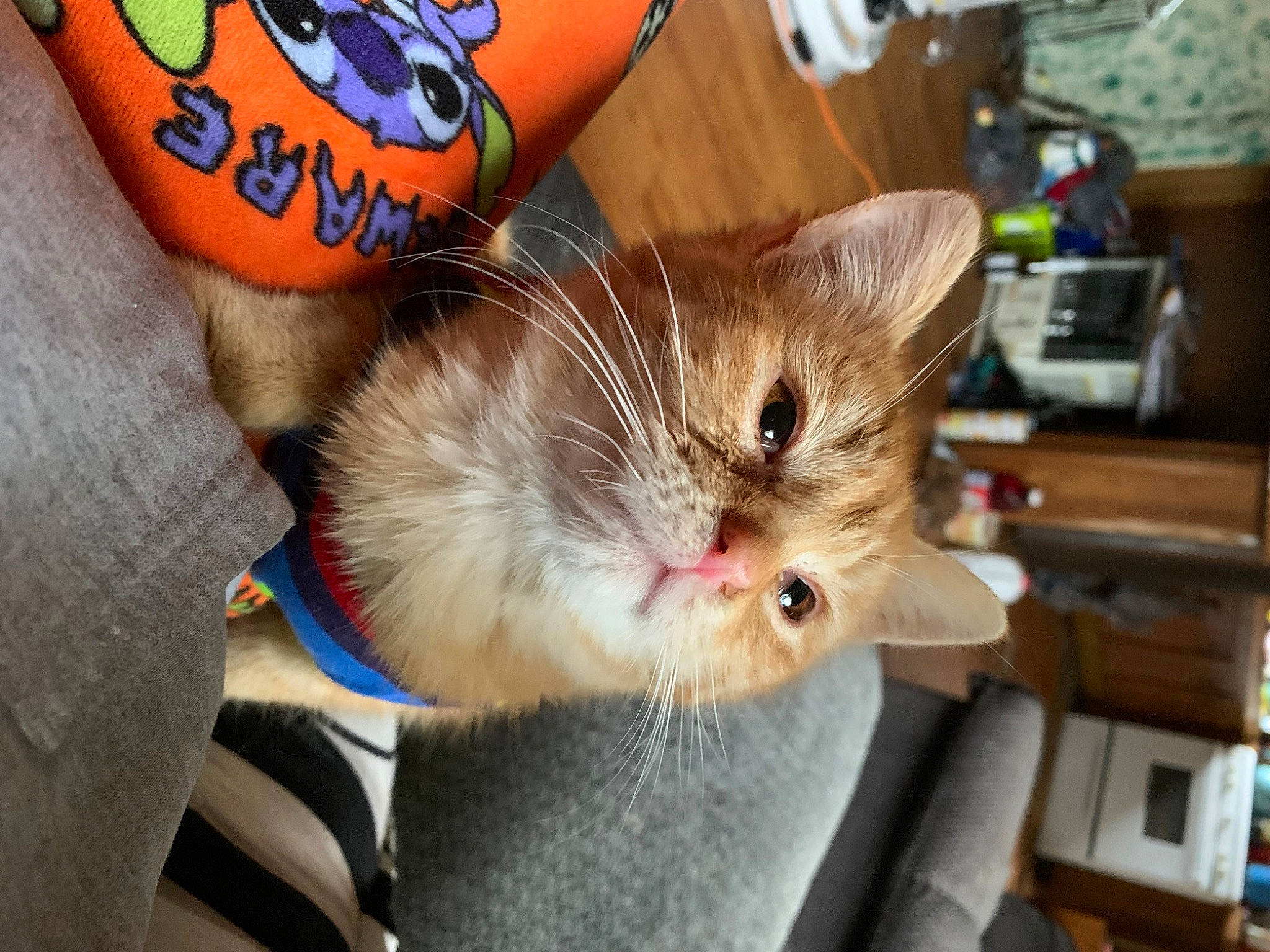 Buddy joined the competition — help win amazing prizes! carnivore, cat, claw, comfort, domestic_short_haired_cat, ear, electric_blue, fawn, felidae, foot, fur, gesture, human_leg, lap, nail, paw, shelf, small_to_medium_sized_cats, whiskers, wrist