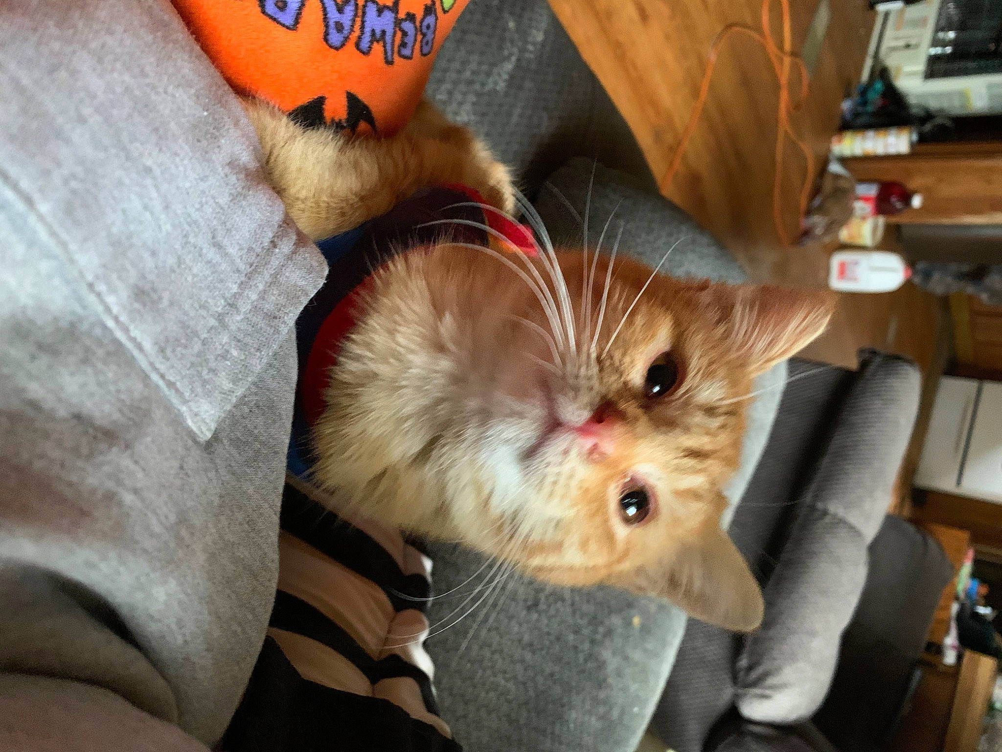 Buddy joined the competition — help win amazing prizes! carnivore, cat, claw, domestic_short_haired_cat, fawn, felidae, foot, fur, hardwood, paw, small_to_medium_sized_cats, snout, whiskers, wood