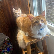 Colby Jack is registered to the contest to win money with this photo: animal, cat, collar, cozy, domestic, floor, fur, home, indoor, kitten, natural_light, orange_cat, pets, relaxed, stool, toys, whiskers, white_cat, window, wooden_furniture