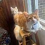 animal, cat, collar, cozy, domestic, floor, fur, home, indoor, kitten, natural_light, orange_cat, pets, relaxed, stool, toys, whiskers, white_cat, window, wooden_furniture