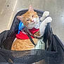 Colby Jack is registered to the contest to win money with this photo: animal, carrier, cat, close_up, concrete_floor, curious, cute, domestic_cat, feline, floor, harness, indoor, looking_up, mesh, orange_cat, pet, red_clothing, resting, sleepy, white_cat
