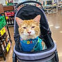 aisle, animal, birthday_bandana, cat, cute, domestic_animal, feline, floor, grocery_store, indoor, orange_and_white, orange_cat, pet, pet_accessory, products, shelves, shopping, shopping_cart, store_lighting, stroller