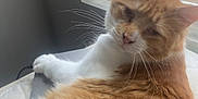 Colby Jack joined the competition — help win amazing prizes! animal, blinds, cat, close_up, cozy, curious, domestic, feline, fluffy, fur, indoor, orange_cat, pet, relaxed, resting, sleepy, soft, whiskers, white_fur, window