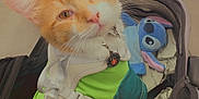 Colby Jack is registered to the contest to win money with this photo: animal, carrier, cat, companion, cute, domestic_animal, ears, floor, fur, green_clothing, harness, indoor, looking_up, orange_cat, pet, plush_toy, resting, small_space, stuffed_animal, whiskers