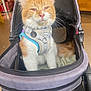 animal, cat, ears, face, feline, floor, fur, harness, indoor, mesh, orange_cat, pet, pet_stroller, relaxed, sitting, store, tail, whiskers, white_cat, zipper