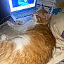 Colby Jack is registered to the contest to win money with this photo: animal, bedroom, cat, cozy, cushion, domestic, feline, indoor, laptop, mattress, nighttime, orange_cat, pet, pillow, relaxed, resting, screen, sleepy, technology, white_fur