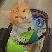 Colby Jack is registered to the contest to win money with this photo: animal, carrier, cat, companion, cute, domestic_animal, ears, floor, fur, green_clothing, harness, indoor, looking_up, orange_cat, pet, plush_toy, resting, small_space, stuffed_animal, whiskers