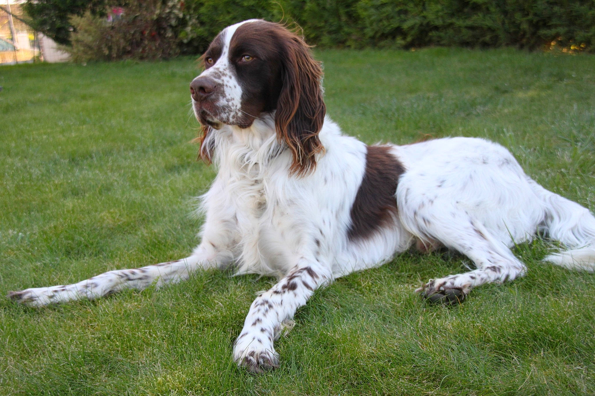 Newgo a rejoint le concours — aidez-le/la à gagner de superbes lots ! canidae, carnivore, companion_dog, dog, dog_breed, french_spaniel, fur, grass, gun_dog, hunting_dog, liver, plant, pointing_breed, russian_spaniel, spaniel, sporting_group, terrestrial_animal, tree, welsh_springer_spaniel, working_dog