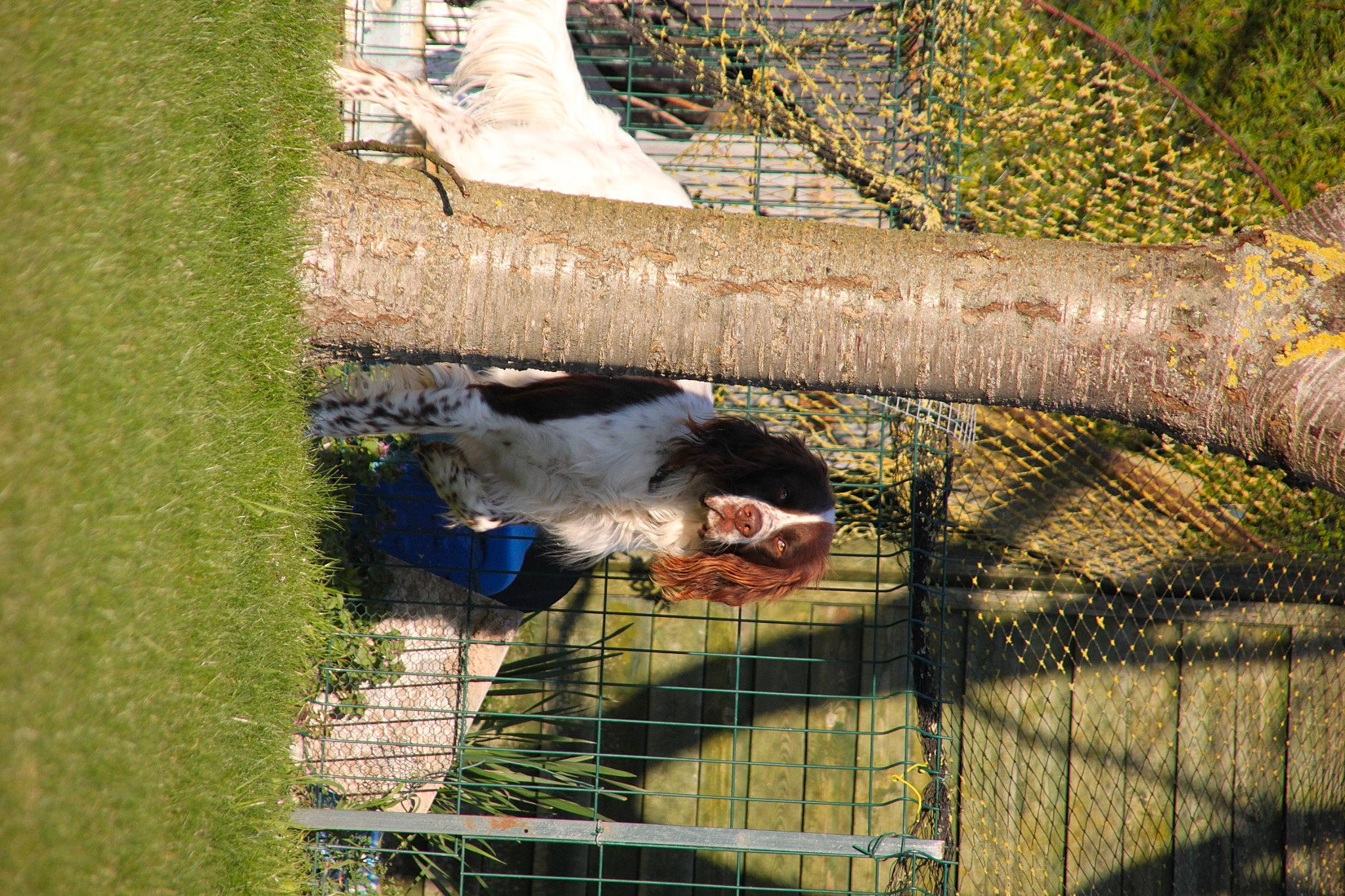 Newgo a rejoint le concours — aidez-le/la à gagner de superbes lots ! beak, canidae, chain_link_fencing, dog_breed, fawn, fence, fun, grass, grass_family, leisure, mesh, net, plant, sporting_group, tree, trunk, twig, window, wire_fencing, woody_plant