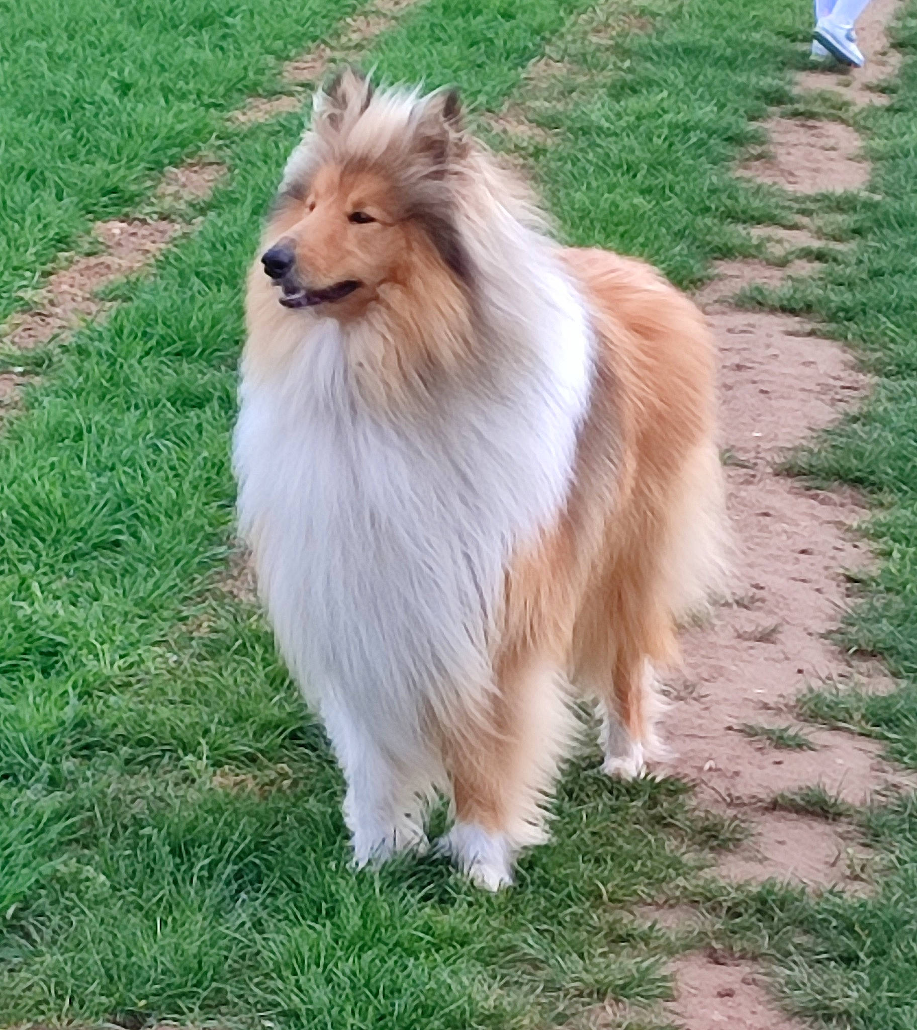 Sharly a rejoint le concours — aidez-le/la à gagner de superbes lots ! canidae, carnivore, collie, companion_dog, dog, dog_breed, fawn, fur, grass, grassland, herding_dog, plant, rough_collie, shetland_sheepdog, snout, sporting_group, terrestrial_animal, whiskers, wildlife, working_animal