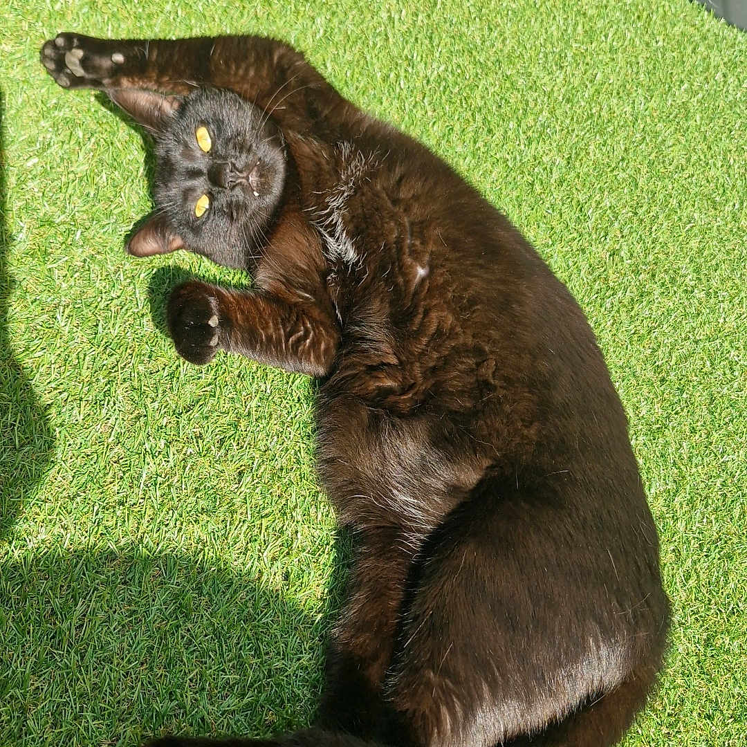 Salem a rejoint le concours — aidez-le/la à gagner de superbes lots ! cat, black_cat, animal, pet, grass, artificial_grass, sunlight, outdoor, relaxing, lying_down, feline, whiskers, ears, yellow_eyes, shadow, wood, container, green, nature, domestic_animal