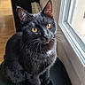 Salem a rejoint le concours — aidez-le/la à gagner de superbes lots ! cat, black_cat, pet, indoor, window, curious, feline, animal, sitting, golden_eyes, fur, whiskers, black_fur, domestic_cat, looking_up, chair, natural_light, home, cozy, portrait