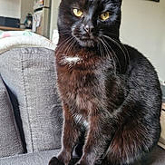 Salem participe au concours pour gagner de l'argent avec cette photo : black_cat, cat, yellow_eyes, sitting, indoor, sofa, furniture, pet, domestic_animal, whiskers, portrait, cozy, home, living_room, curious, feline, cute, animal, mammal, relaxed