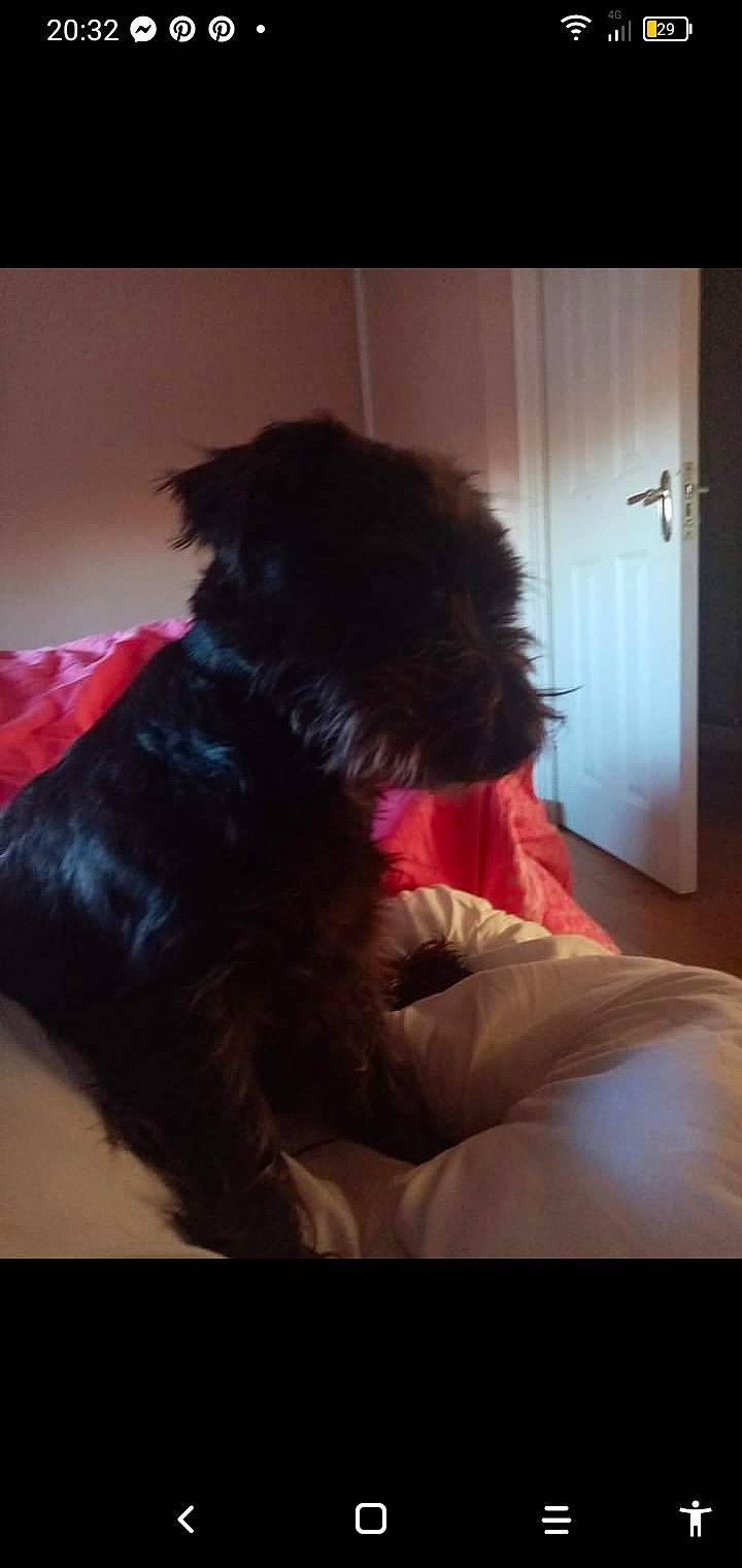 Shadow joined the competition — help win amazing prizes! canidae, carnivore, collar, comfort, companion_dog, dog, dog_breed, dog_collar, dog_supply, door, fur, liver, pet_supply, small_terrier, snout, tail, terrier, tints_and_shades, toy_dog, working_animal