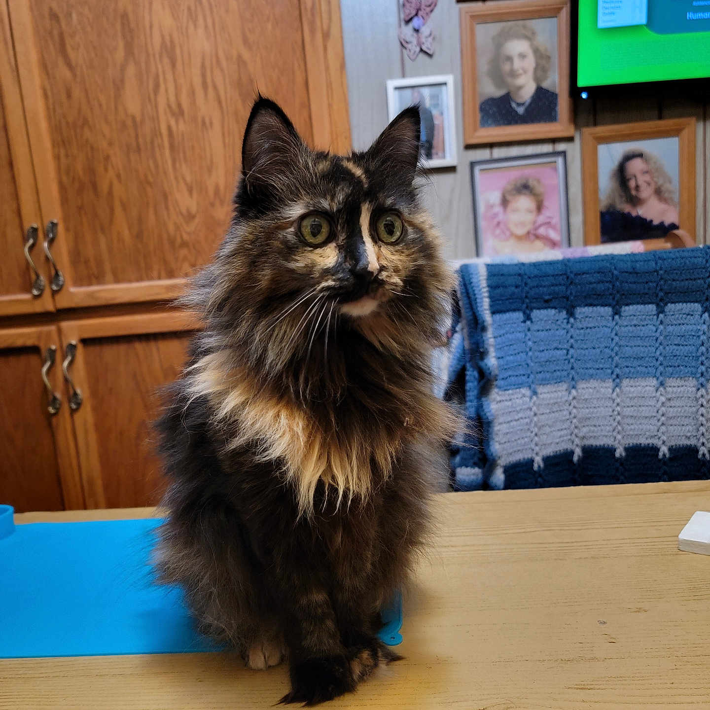 Pickle Schnot is registered to the contest to win money with this photo: animal, blue_blanket, cat, chair, cozy, crocheted_blanket, curious, domestic_animal, fluffy, framed_photos, furry, home, indoor, pet, portrait_photos, sitting, table, tortoiseshell_cat, wood_cabinet, wooden_table
