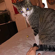 Radjah participe au concours pour gagner de l'argent avec cette photo : cat, tabby_cat, pet, bed, hand, tail, indoor, furniture, door, wall_decor, record, cozy, soft_texture, animal, curious, domestic_animal, person_hand, resting, room, feline