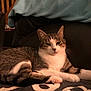 cat, tabby, white, indoor, couch, blanket, furniture, pet, animal, relaxed, cozy, resting, soft, fur, whiskers, ears, paw, closeup, home, domestic