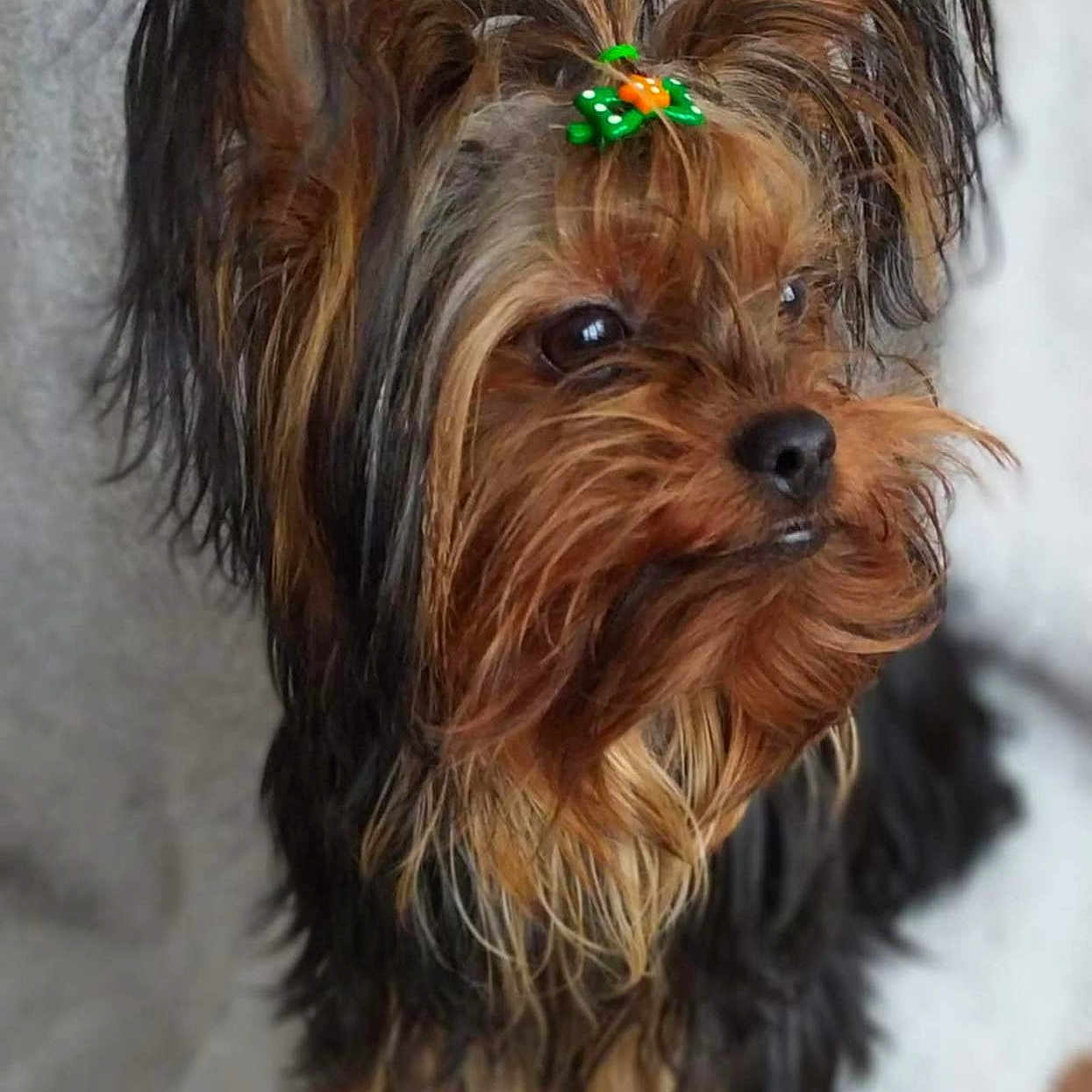 Zohra participe au concours pour gagner de l'argent avec cette photo : affenpinscher, animal, canine, cockerspaniel, dog, papillon, person, pet, puppy, terrier