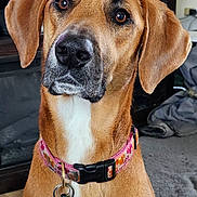 Ruby is registered to the contest to win money with this photo: dog, pet, collar, indoor, closeup, brown_fur, white_chest, ears, animal, tag, portrait, cute, domestic_animal, looking, sitting, face, canine, household, floor, furniture