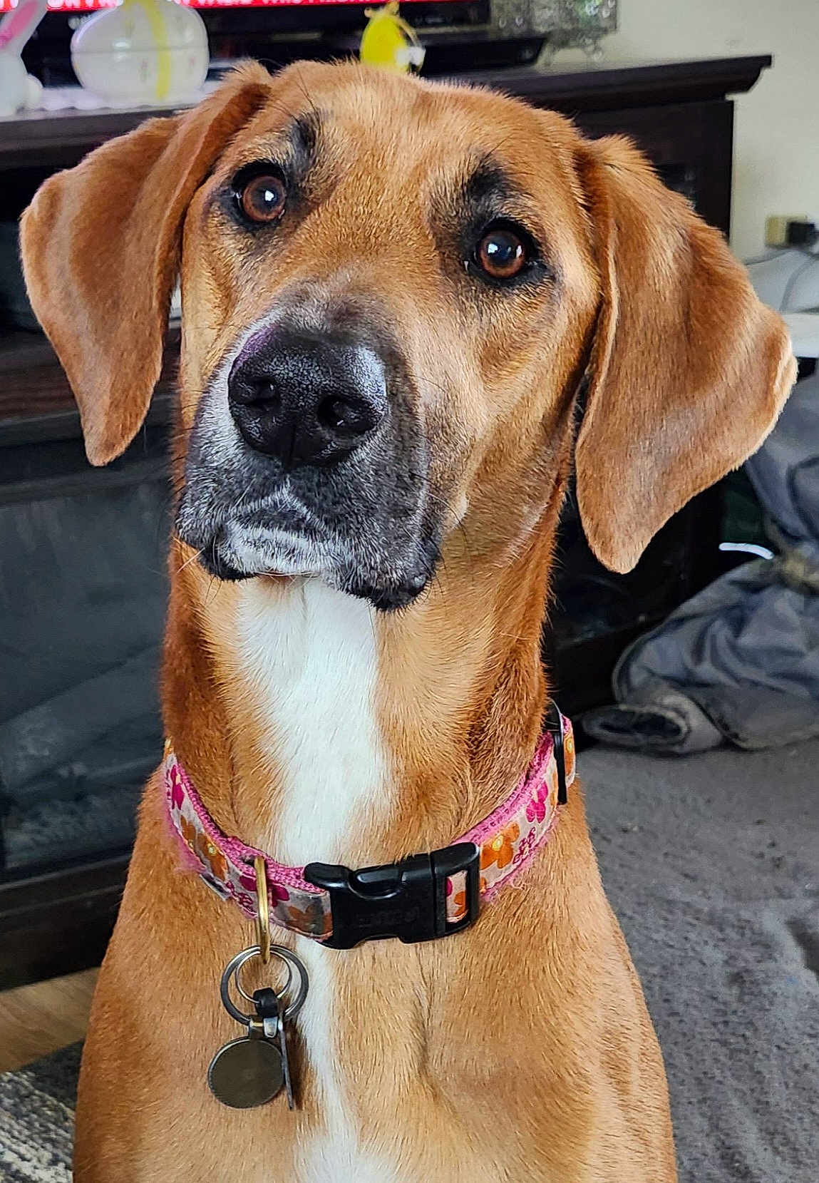 Ruby is registered to the contest to win money with this photo: dog, pet, collar, indoor, closeup, brown_fur, white_chest, ears, animal, tag, portrait, cute, domestic_animal, looking, sitting, face, canine, household, floor, furniture