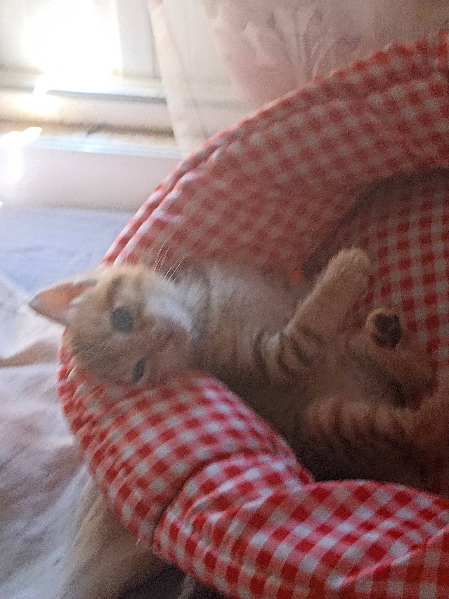 Corail participe au concours pour gagner de l'argent avec cette photo : carnivore, cat, comfort, couch, domestic_short_haired_cat, fawn, felidae, flooring, foot, fur, human_leg, linens, nap, paw, room, small_to_medium_sized_cats, tail, textile, whiskers, wood