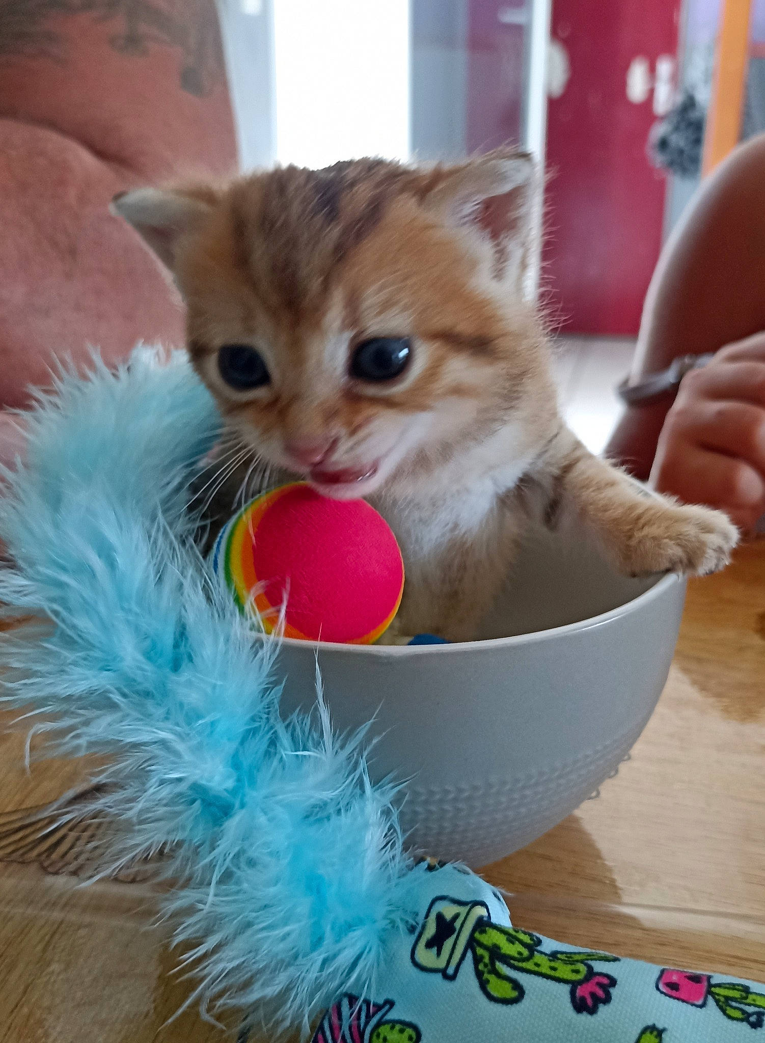 Corail participe au concours pour gagner de l'argent avec cette photo : box, carnivore, cat, cat_supply, cat_toy, child, claw, domestic_short_haired_cat, fawn, felidae, fur, paw, pet_supply, photo_caption, play, small_to_medium_sized_cats, snout, tail, toy, whiskers