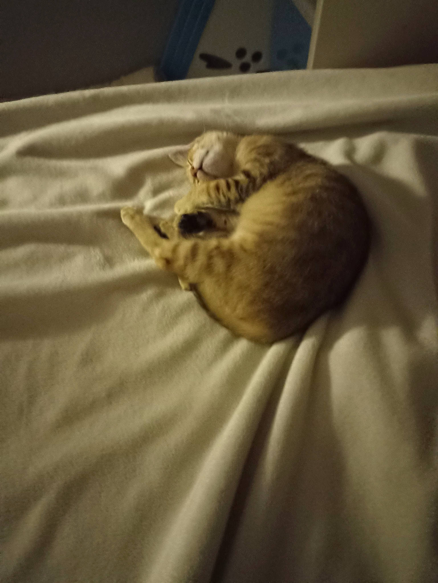 Corail participe au concours pour gagner de l'argent avec cette photo : bedding, canidae, carnivore, cat, claw, comfort, domestic_short_haired_cat, fawn, felidae, flooring, fur, linens, paw, small_to_medium_sized_cats, snout, sporting_group, tail, terrestrial_animal, whiskers, wood